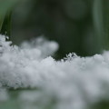 Photos: 雪の結晶が見えました♪
