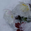 Photos: バイカオウレン　雪