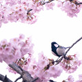 桜シジュウカラちゃん(1)