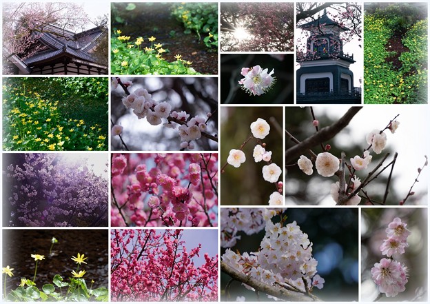Photos: 尾山神社　梅　桜　リュウキンカ（立金花）　神苑（庭園）