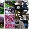 尾山神社　梅　桜　リュウキンカ（立金花）　神苑（庭園）