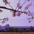 金沢城　桜