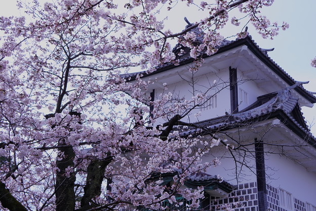 写真: 石川門　桜（2）