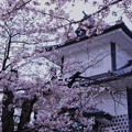 石川門　桜（2）