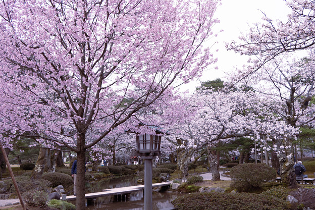 Photos: 兼六園　桜