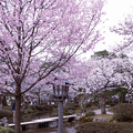 兼六園　桜
