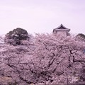石川門 　桜