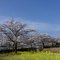 菜の花と満開の桜 (2)