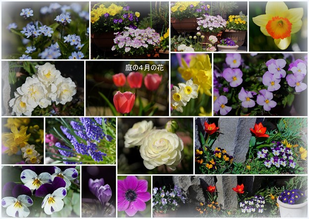 Photos: ４月の花