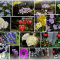 Photos: ４月の花