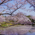 Photos: 桜池 (1)