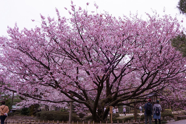 兼六園　熊谷桜