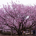 兼六園　熊谷桜