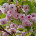 兼六園菊桜（1）