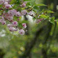 兼六園菊桜 (2)