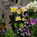 Photos: 花壇の花