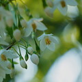 Photos: エゴノキの花