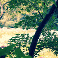 Photos: 花菖蒲園のモミジ