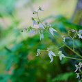 写真: 庭の妖精　ユキノシタ