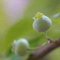 Photos: ブルーベリーの緑の実
