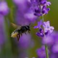 Photos: ラベンダーにミツバチくん（1）