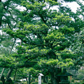 Photos: 龍石と槙の木