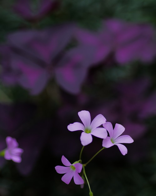 写真: オキザリス・トリアングラリス　（紫の舞）