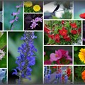 Photos: ７月の花