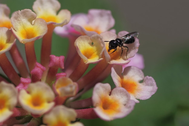 Photos: ランタナに小さな蜂さん