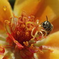 Photos: 黄色のマツバボタンに小さな蜂くん