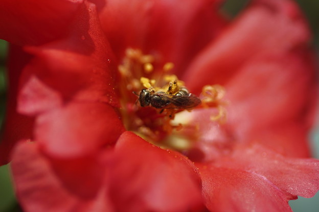 Photos: 赤いマツバボタンに蜂くん