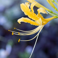 黄色い彼岸花（2）