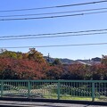 Photos: 桜並木の紅葉