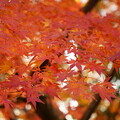 山崎山の紅葉