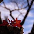 Photos: 枯れ木に落ち葉の花(1)