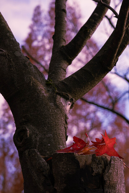 Photos: 枯れ木に落ち葉の花(2)