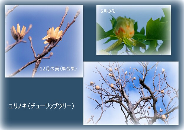 ユリノキ（チューリップツリー）　５月の花と１２月の果実