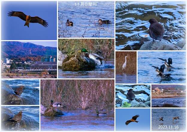 Photos: 犀川と鳥さん