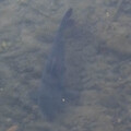 Photos: 犀川　鮭の遡上？