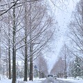 雪のメタセコイアの並木道（1）