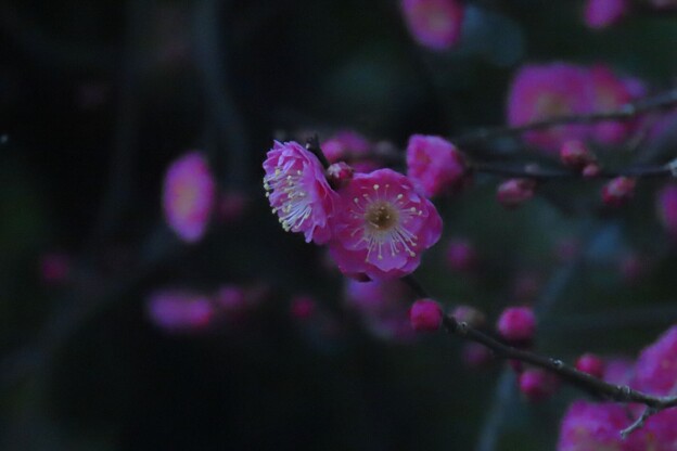 尾山神社　紅梅が開花（1）