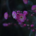 尾山神社　紅梅が開花（1）