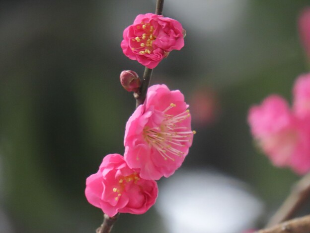 写真: 尾山神社　紅梅が開花（2）