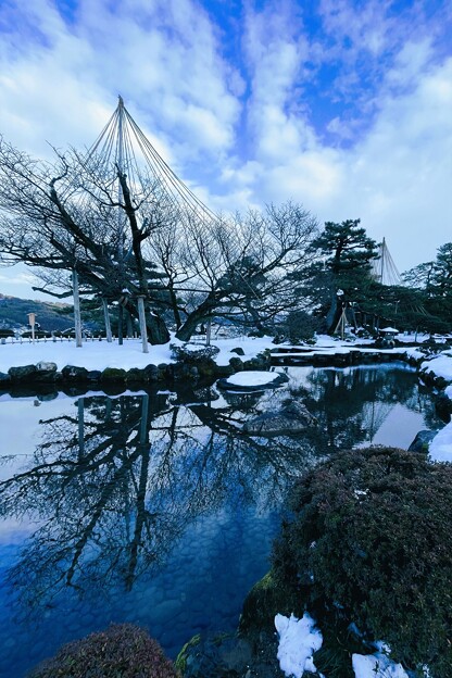曲水（1）　旭桜の雪吊り