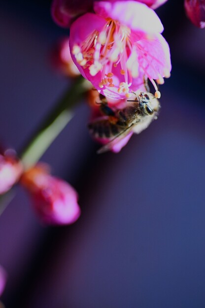 紅梅にミツバチくん(1)
