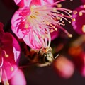 写真: 紅梅にミツバチくん (2)