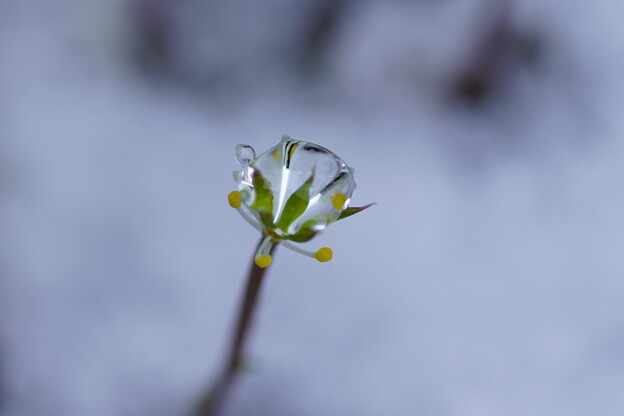 写真: バイカオウレン 　しずくの花