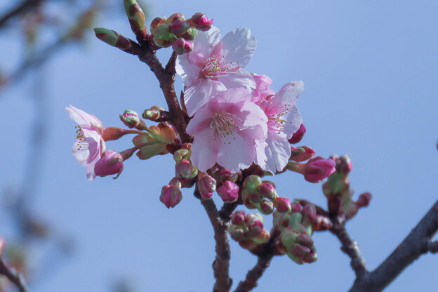 写真: 河津桜が開花（1）