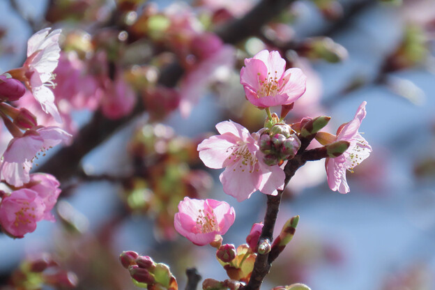 河津桜が開花（2）