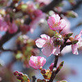 河津桜が開花（2）